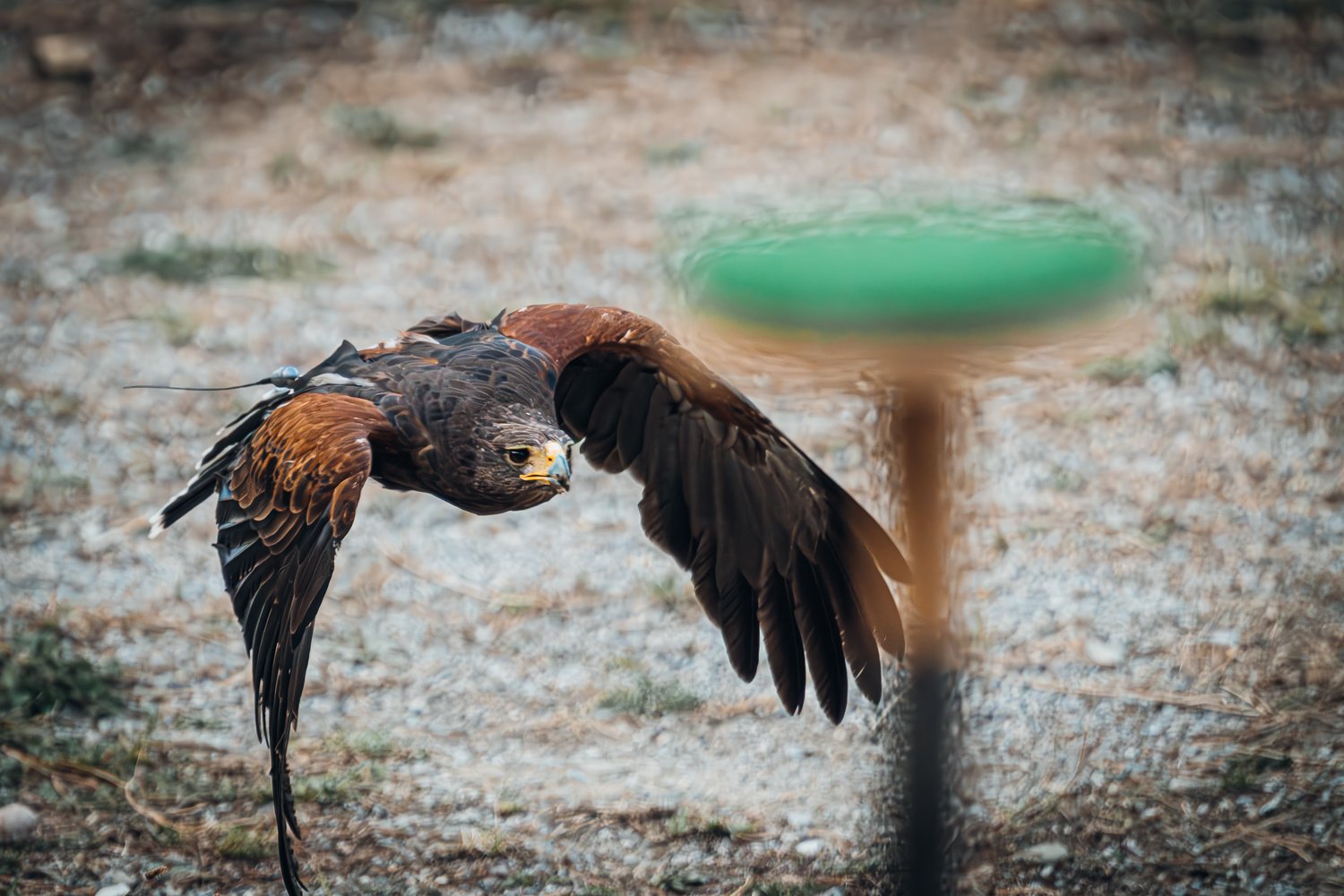 L’arte ineguagliabile della falconeria Federiciana